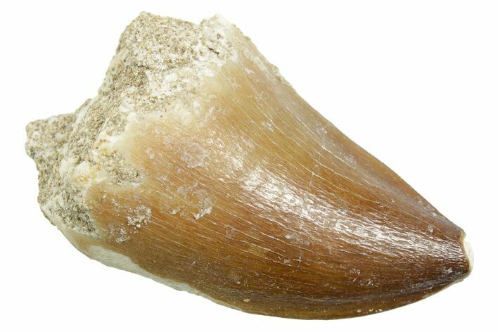 Fossil Mosasaur (Thalassotitan) Tooth - Morocco #364045